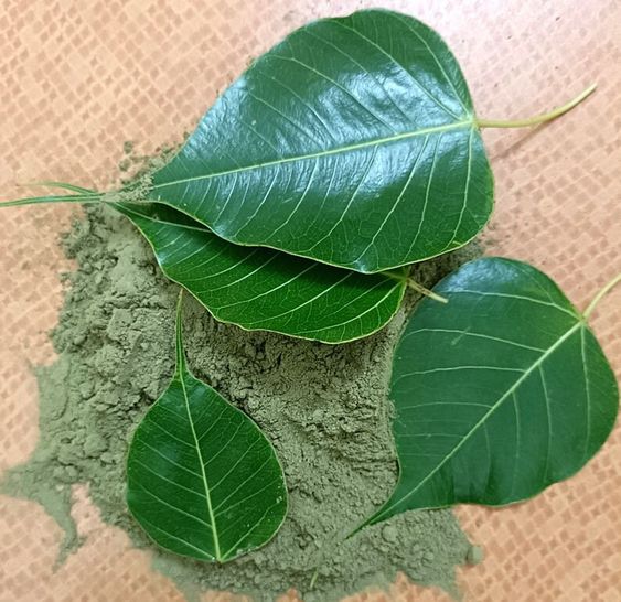 Peepal leaf and powder in Ayurveda - sacred Ficus religiosa leaves and herbal powder used in traditional Ayurvedic medicine by Art of Vedas