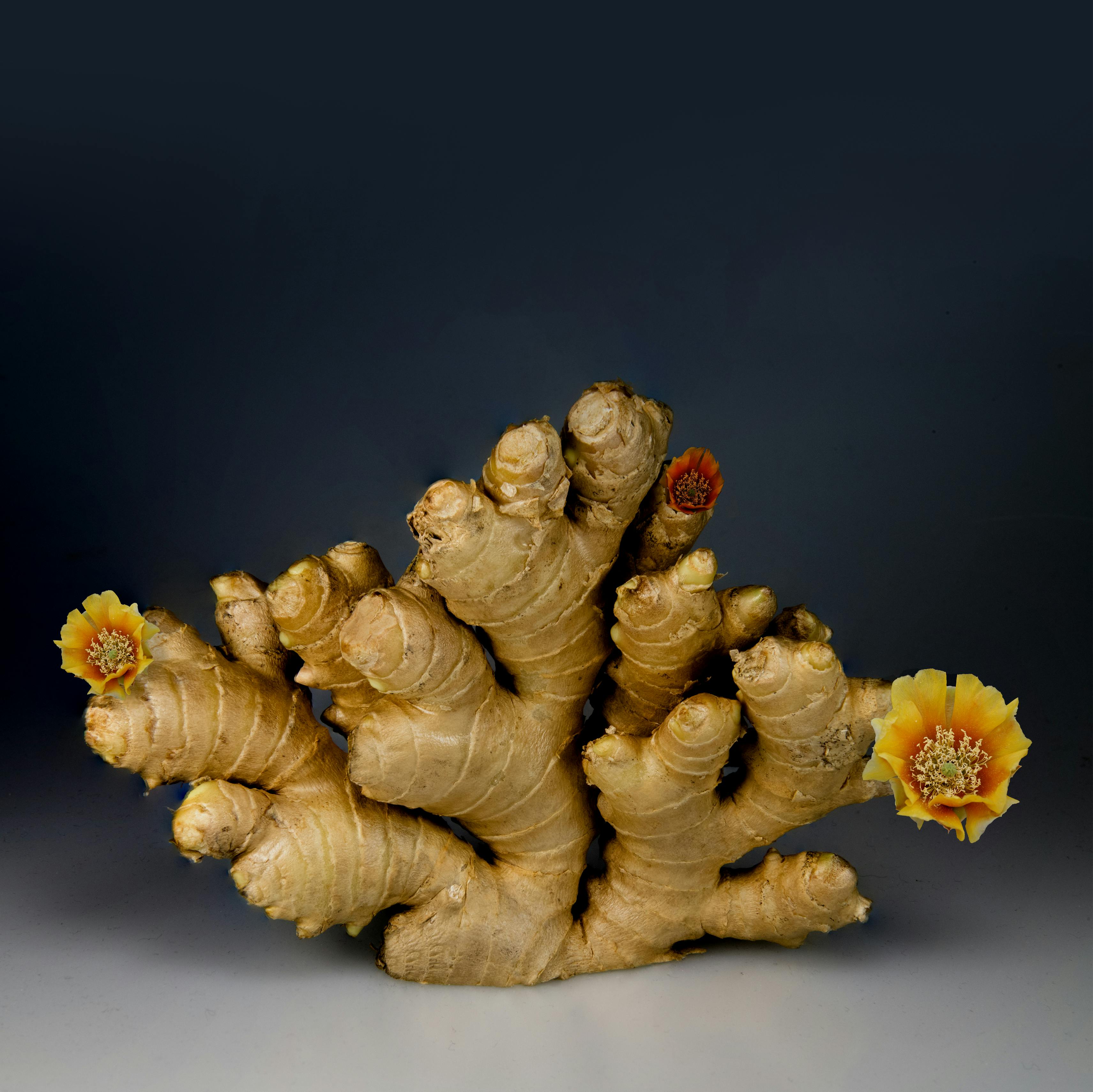 Fresh turmeric root with yellow flowers - Ayurvedic Haldi ingredient for natural skincare, anti-inflammatory wellness, and holistic health