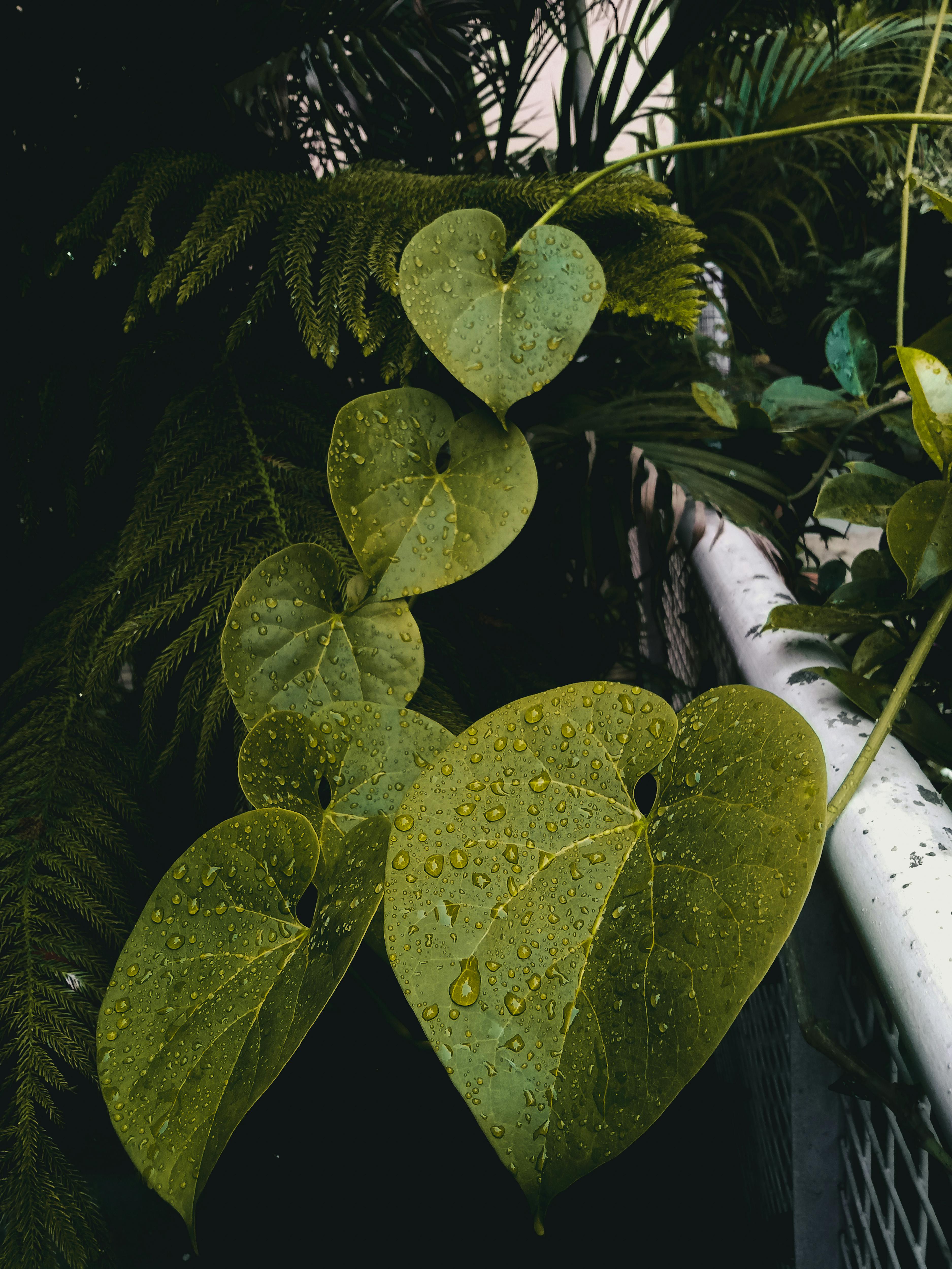 Tropical green heart-shaped leaves with water droplets - natural botanical Ayurvedic plant ingredients for holistic wellness